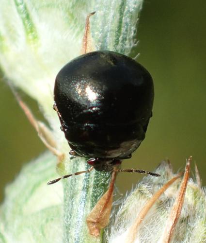 Réf. 194 087 : Coptosoma scutellatum